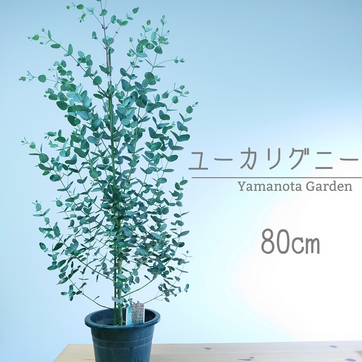 ユーカリ グニー 80cm 苗木 オージープランツ 植木 シンボルツリー 通販 大型 国産 常緑 高木 かわいい おしゃれ 人気 切り花 ドライフラワー 庭木 Ice Org Br