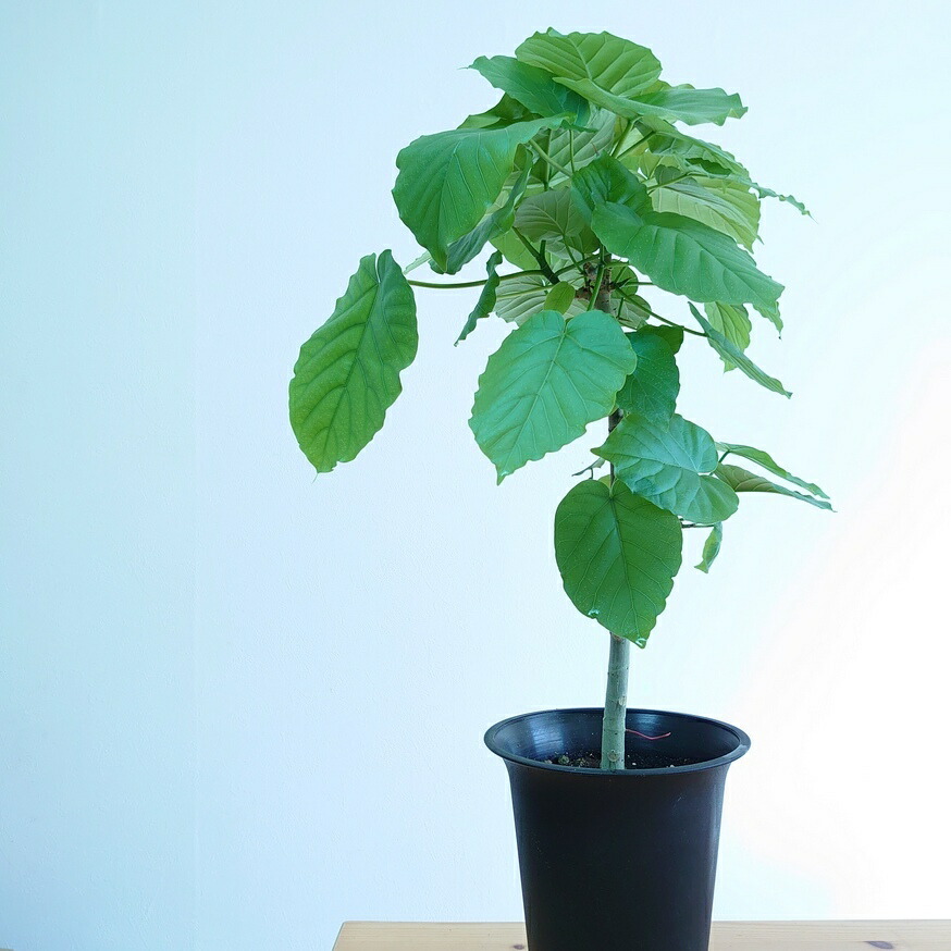 楽天市場 観葉植物 フィカス ウンベラータ 50cm 鉢植え おしゃれ 初心者 鉢 苗 苗木 フィカスウンベラータ 人気 インテリアグリーン 小型 インテリアグリーンやまのたえん