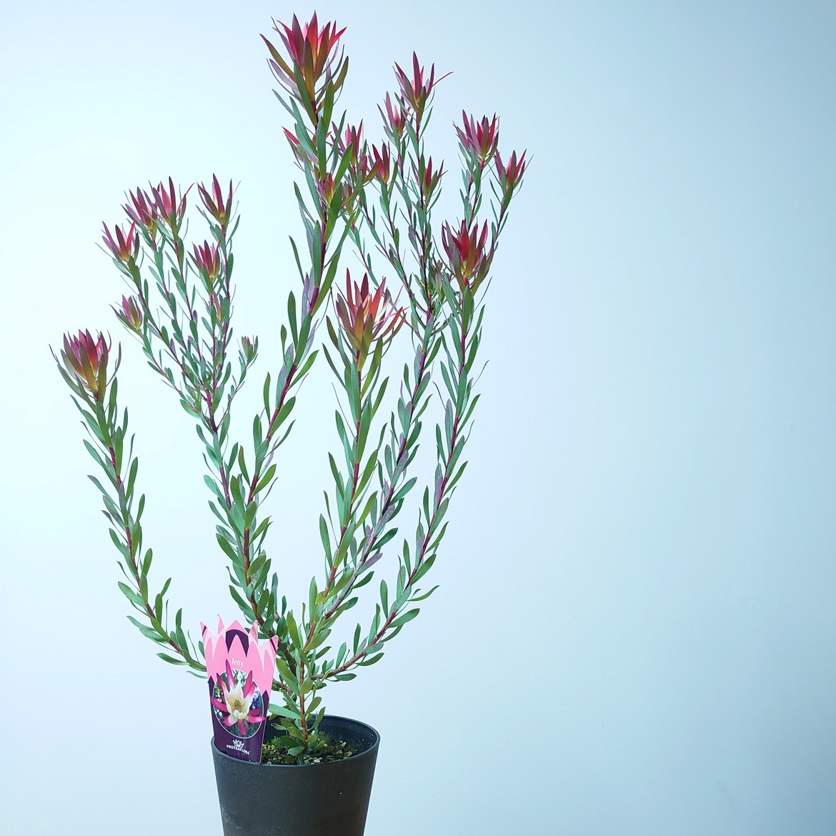 ☆人気品種/リューカデンドロン・デュリフ③/ネイティブ・プランツ☆ リューカデンドロン デュリフ Leucadendron Durif】 葉の色が赤や黒へ