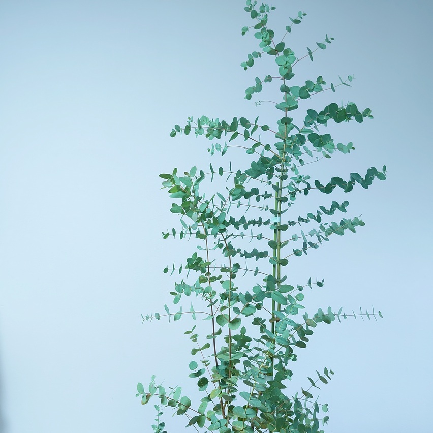 ユーカリ グニー 100cm 苗木 オージープランツ 植木 シンボルツリー 通販 大型 国産 常緑 高木 かわいい おしゃれ 人気 切り花 ドライフラワー 庭木 3r Mozambique Com