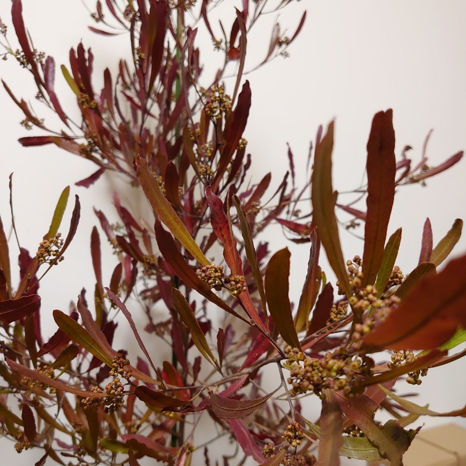 予約中 ドドナエア ポップブッシュ 赤 オージープランツ 珍しい木 常緑 かわいい おしゃれ オージーガーデン 植木 シンボルツリー 大型 庭木 130cm Fucoa Cl