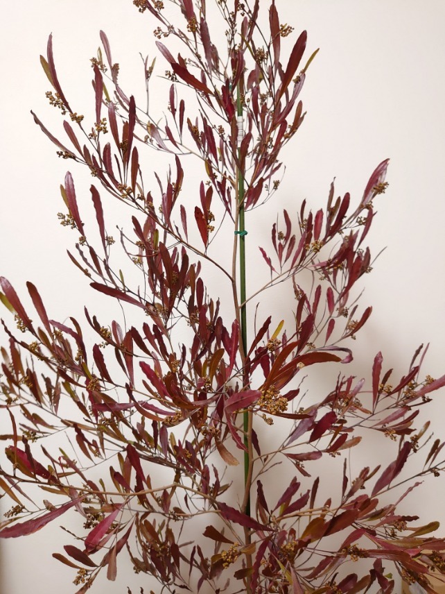 予約中 ドドナエア ポップブッシュ 赤 オージープランツ 珍しい木 常緑 かわいい おしゃれ オージーガーデン 植木 シンボルツリー 大型 庭木 130cm Fucoa Cl