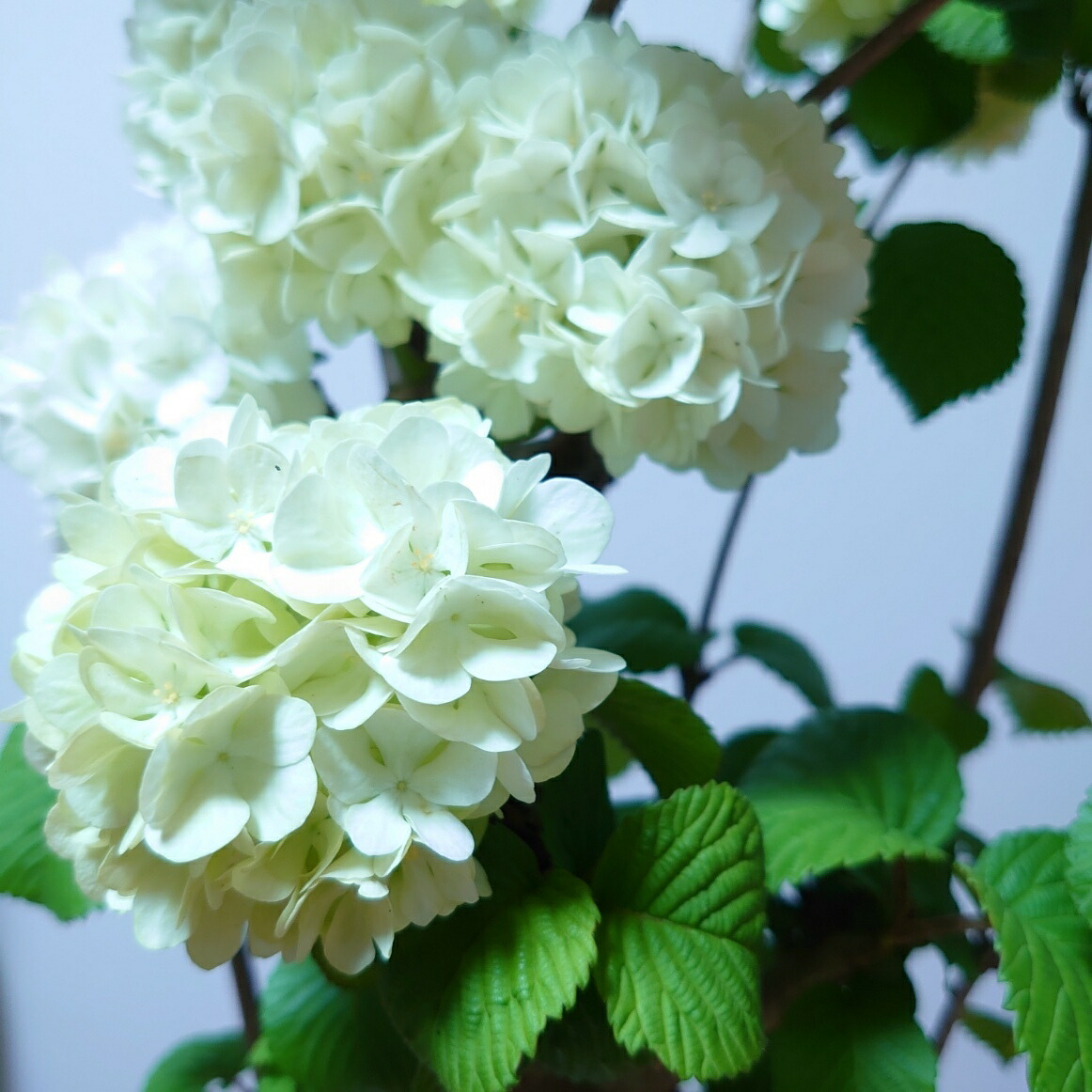 オオデマリ 6号 苗木 植木 苗 庭木 ビバーナム 鉢植え 切り花 かわいい 白 花 40cm スノーボール Zaiko Kagiri 植木 Indiansecurityforceisf In オオデマリ 6号 苗木 植木 苗 庭木 ビバーナム 鉢植え 切り花 かわいい 白 花 40cm スノーボール Zaiko Kagiri 植木 Indiansecurityforceisf In