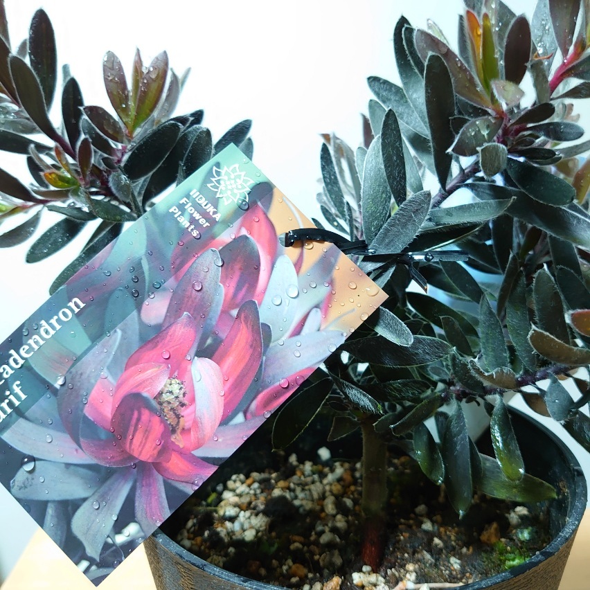 楽天市場】花芽付き！グレビレア ドーンパープル 大株 オージー