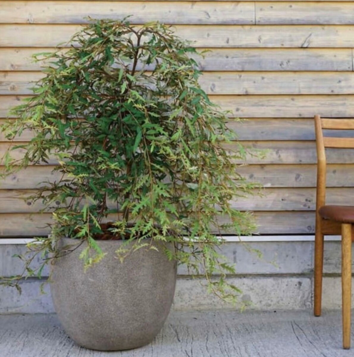 Frp 軽量鉢 おしゃれ かわいい グレー デザイナー バルーン 丸い 可愛い 安い 植木鉢 観葉植物 軽い45cm 鉢カバー ネット限定 おしゃれ