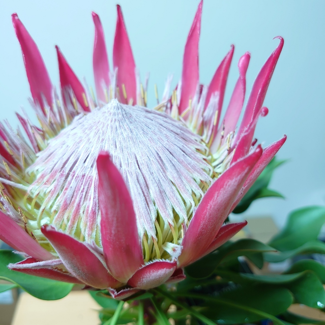 キングプロテア　プロテア珍しい　超希少　植物　人気　オージープランツ　苗　かわいい　ガーデニング　ネイティブプランツ　おしゃれ　40cm　国花