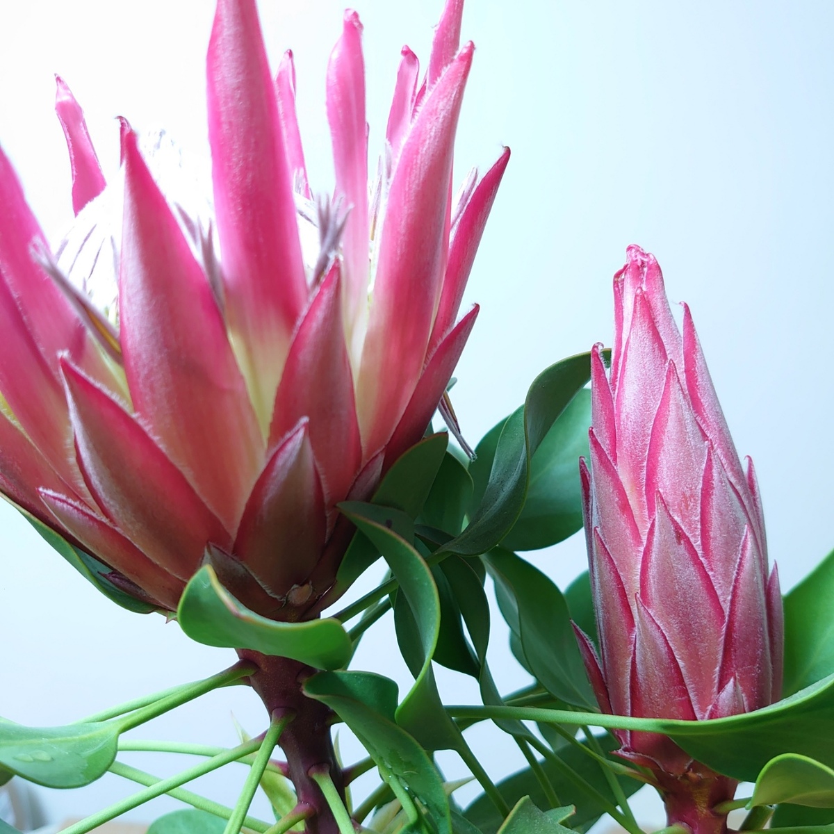 キングプロテア　プロテア珍しい　超希少　植物　人気　オージープランツ　苗　かわいい　ガーデニング　ネイティブプランツ　おしゃれ　40cm　国花