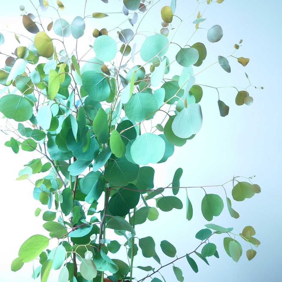 売買 ユーカリ ポポラス 1cm 苗木 植木 シンボルツリー 通販 大型 国産 常緑 高木 かわいい おしゃれ 人気 切り花 ドライフラワー 庭木 Brunofert Com