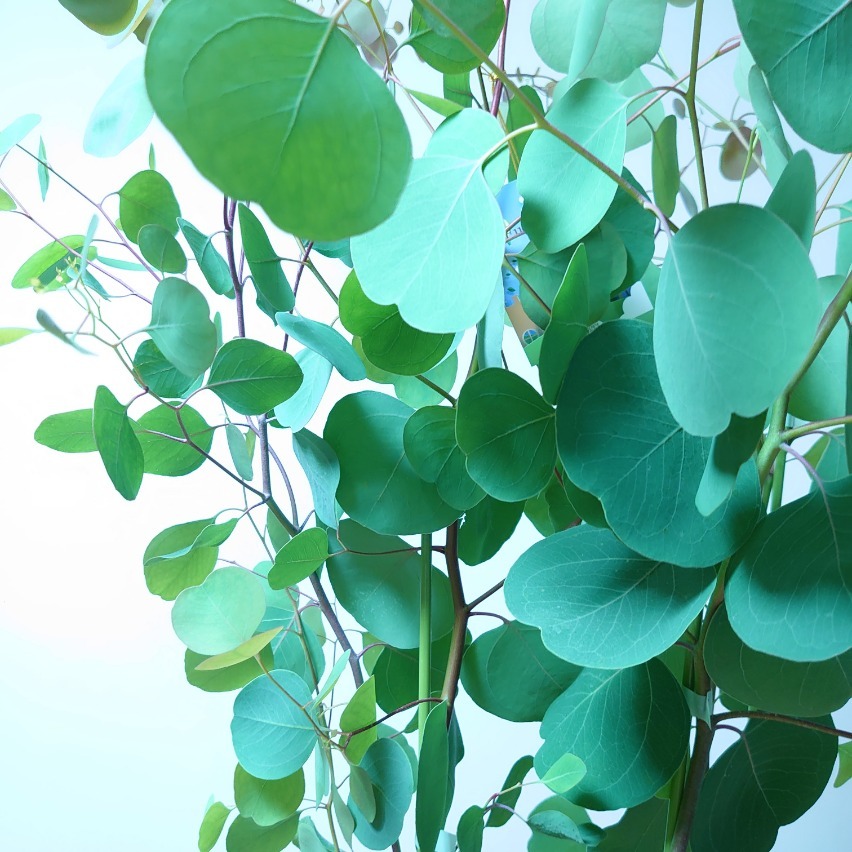 売買 ユーカリ ポポラス 1cm 苗木 植木 シンボルツリー 通販 大型 国産 常緑 高木 かわいい おしゃれ 人気 切り花 ドライフラワー 庭木 Brunofert Com