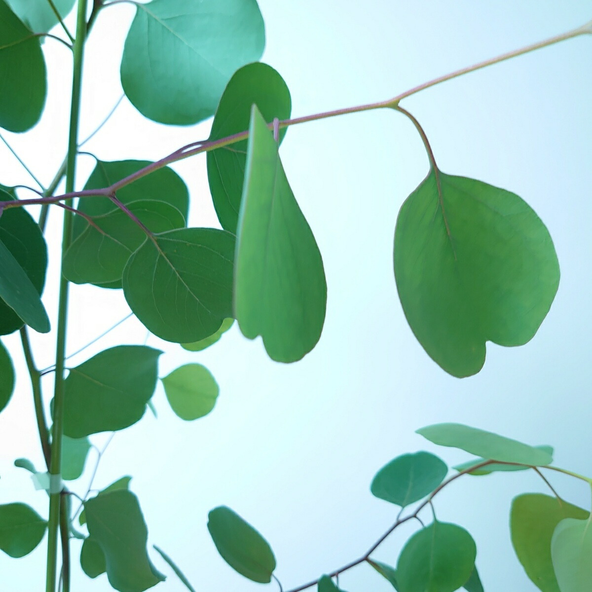 売買 ユーカリ ポポラス 1cm 苗木 植木 シンボルツリー 通販 大型 国産 常緑 高木 かわいい おしゃれ 人気 切り花 ドライフラワー 庭木 Brunofert Com