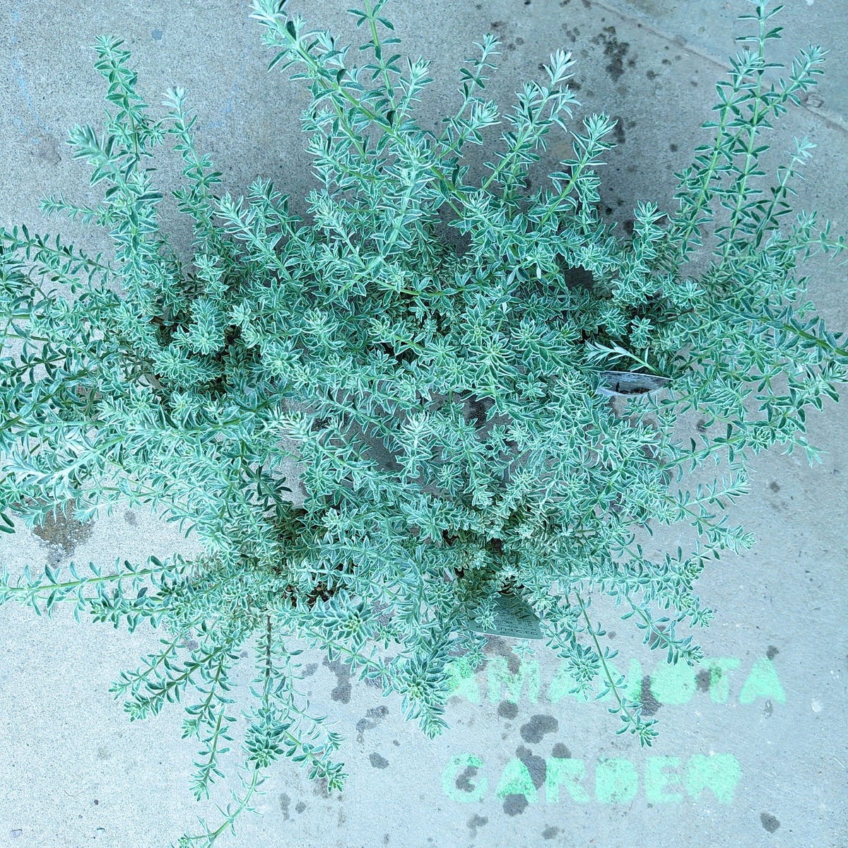 お気にいる ウエストリンギア 5苗セット スモーキーホワイト グランドカバー 苗 ハーブ 寄せ植え シルバーリーフ オーストラリアンローズマリー 宿根草 常緑低木 ガーデニング おしゃれ かわいい 人気