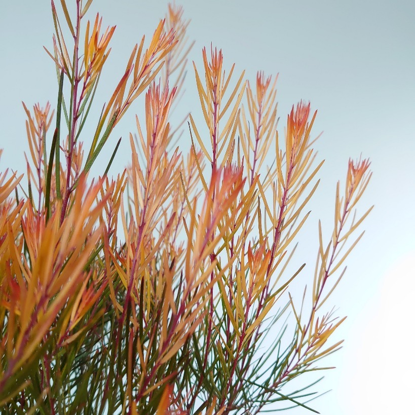 アカシア「スペクタビリス」7号鉢180cm大株 アカシア「スペクタビリス」7号鉢180cm大株 アカシア スペクタビリスの