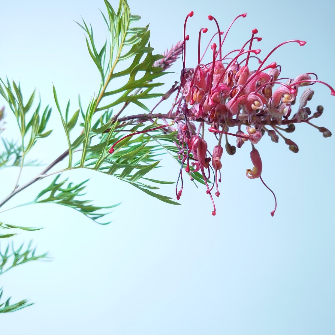 楽天市場】【フィリカ プベッセンス ーワフトフェザー】 ガーデニング