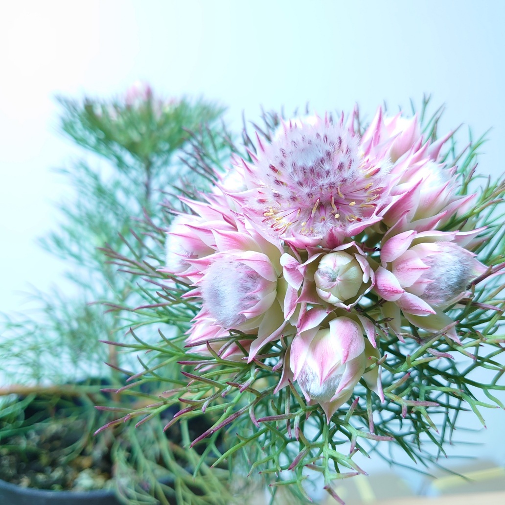 楽天市場】オージープランツ リューカデンドロン【デュリフ】5号