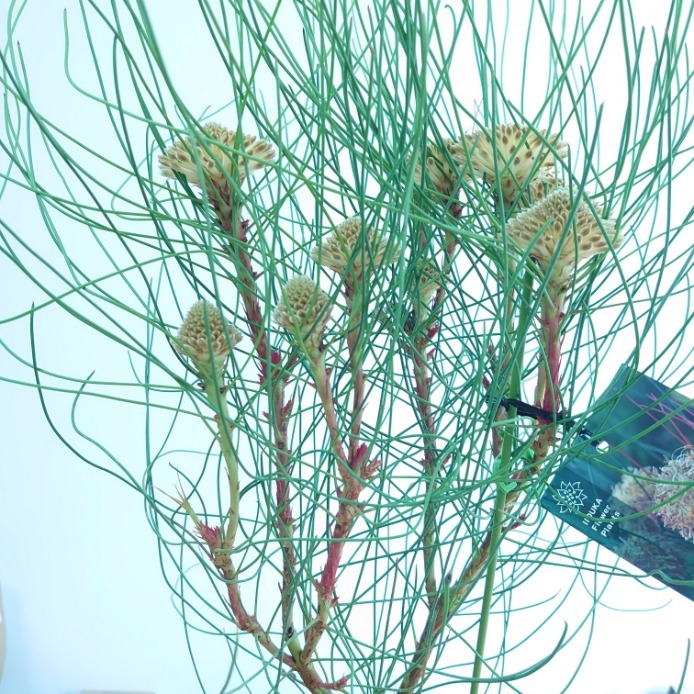 楽天市場】プロテア【アークティックアイス】1本立ち オージープランツ