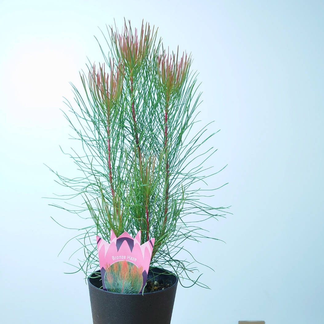 プロテア　アークティックアイス　オージープランツ　観葉植物 プロテア アークティックアイス オージープランツ 観葉植物 楽天