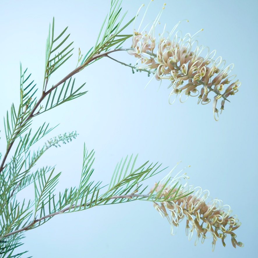 楽天市場】花芽付き！グレビレア ドーンパープル 大株 オージー