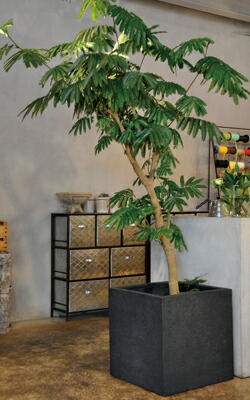 楽天市場】四角 おしゃれ 植木鉢【LLブリティッシュ Pキューブ