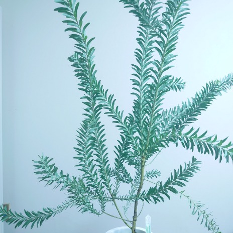 楽天市場】【現品発送】ブルーブッシュ アカシア 10号 1.8-2.2m(鉢底