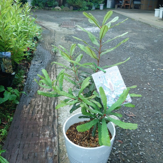 400円オフ デュリフ　リューカデンドロン　オージープランツ　観葉植物　レアf ザ・ファームセレクト]リューカデンドロン：デュリフ（黒