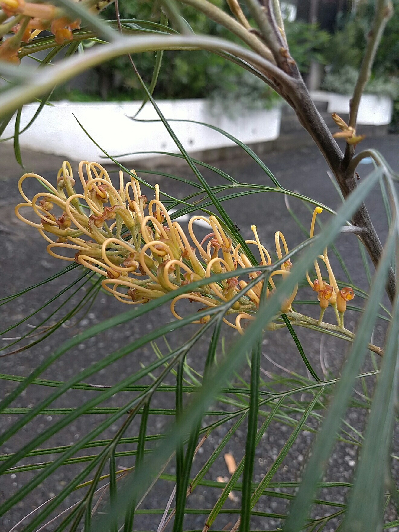 希少 『リューカデンドロン デュリフ』 オージープランツ リューカデンドロン：デュリフ（黒リューカ） 7号鉢植え の通販