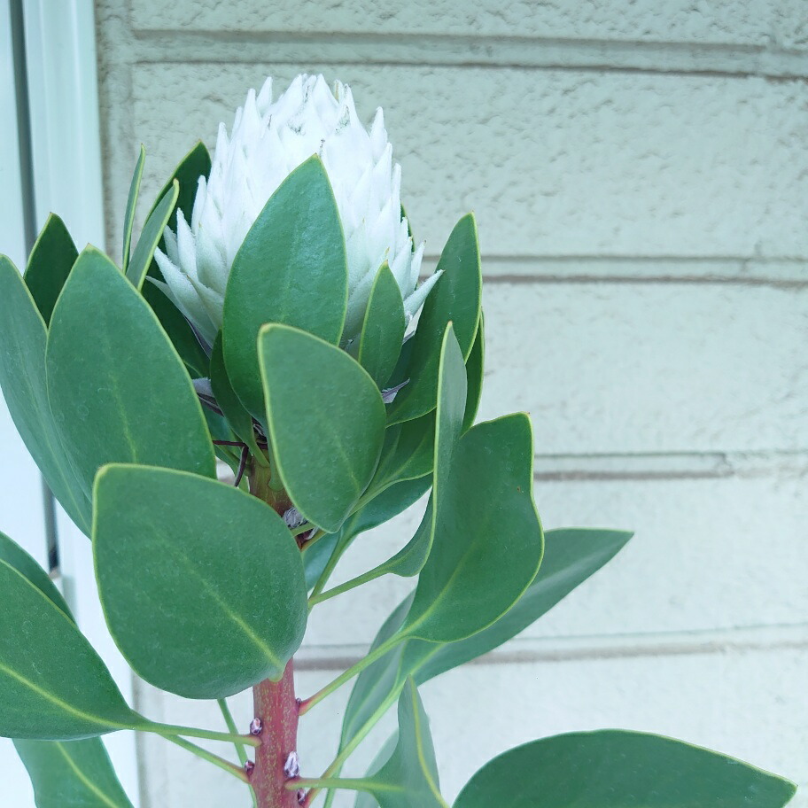 希少 『リューカデンドロン デュリフ』 オージープランツ 楽天市場】オージープランツ リューカデンドロン【デュリフ】5