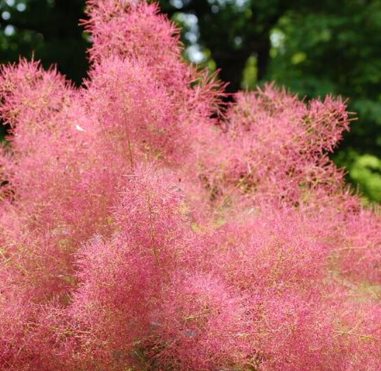 スモークツリー　オールドファッション かおpさん専用 スモークツリー 『オールドファッション』 【12】2022 | すべての商品