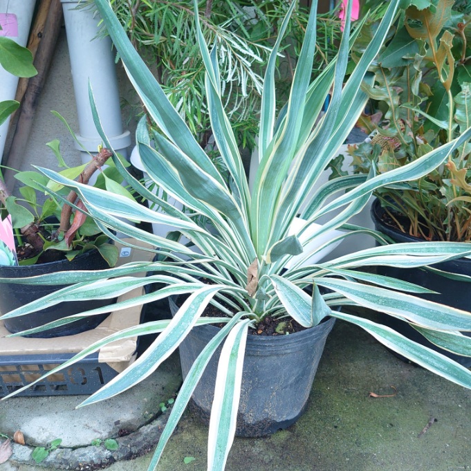 楽天市場】斑入り ユッカ グロリオサ バリエガータ 6号鉢