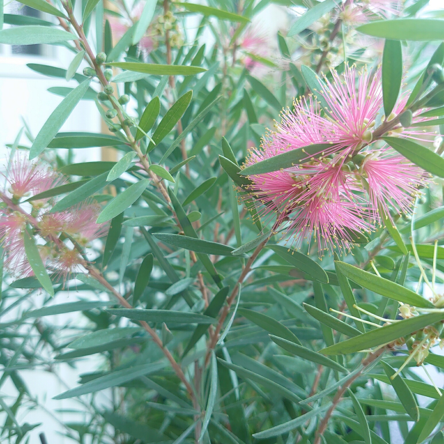 楽天市場】［生産者直送］カリステモン ピンクシャンパン 樹高約0.8