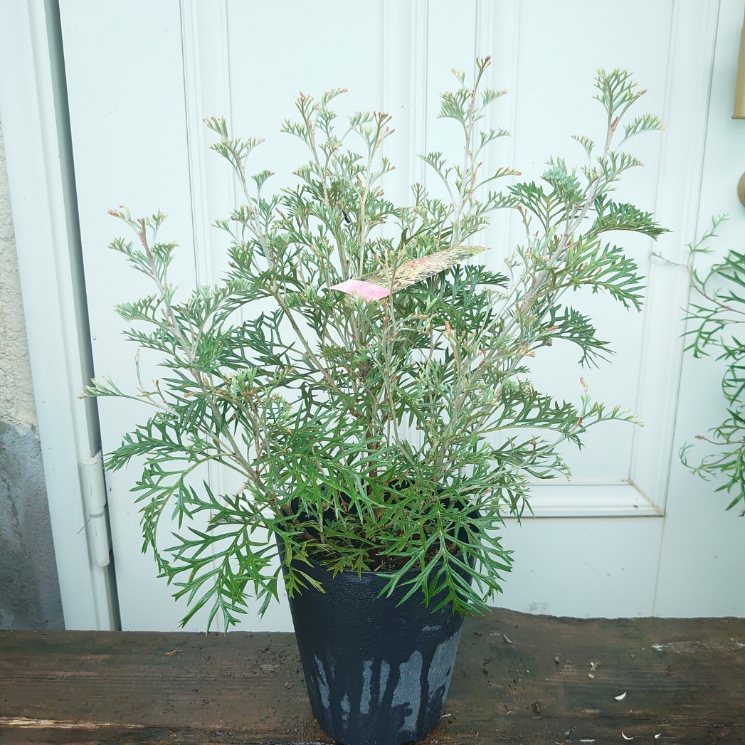 楽天市場】オージープランツ リューカデンドロン【デュリフ】5