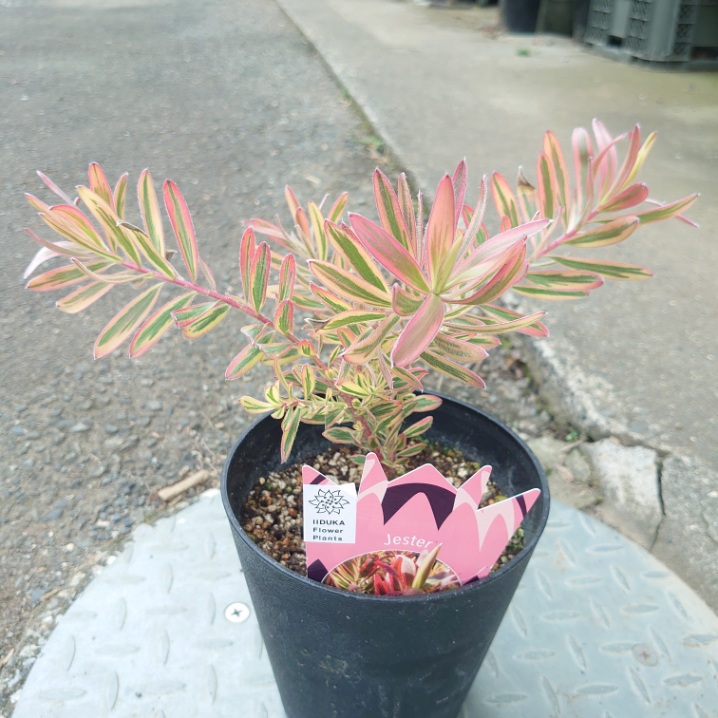 極上品！地植え可能人気のオージープランツ・リューカデンドロン・グクラ7号鉢 極上品！地植え可能人気のオージープランツ・リューカデンドロン