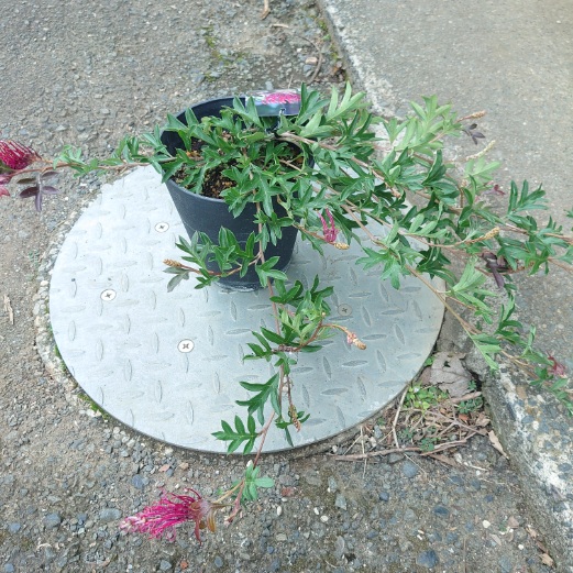 楽天市場】オージープランツ リューカデンドロン【デュリフ】5号