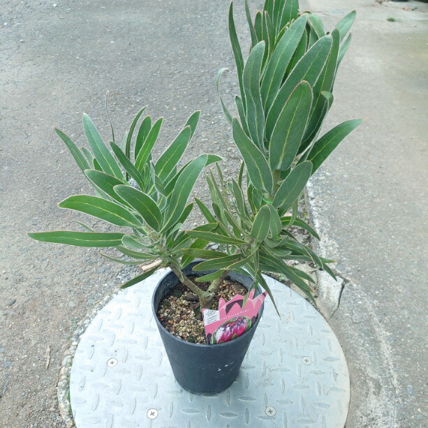 楽天市場】オージープランツ リューカデンドロン【デュリフ】5