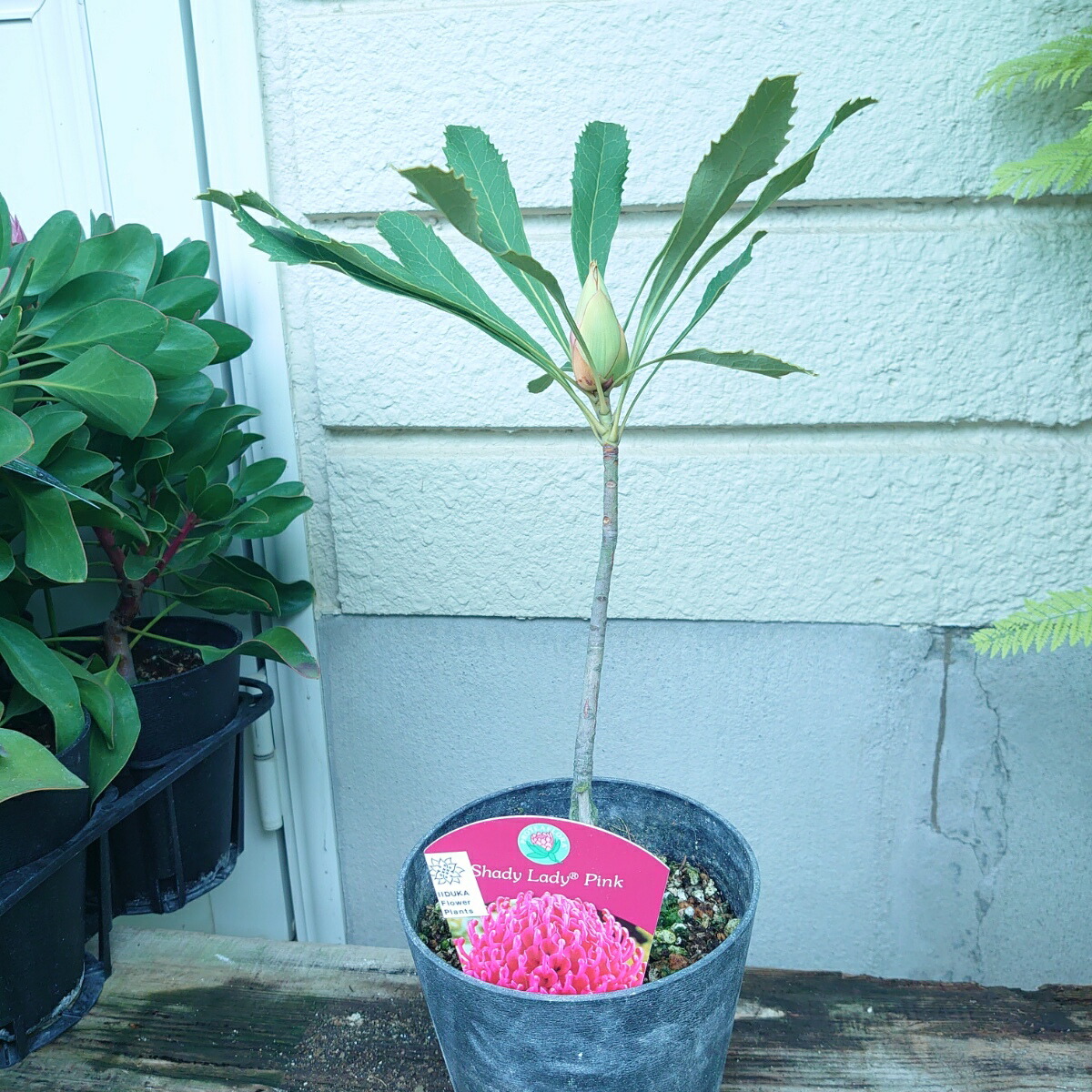 楽天市場】□南半球プランツ□ 現品販売 テロペア シェイディレディ