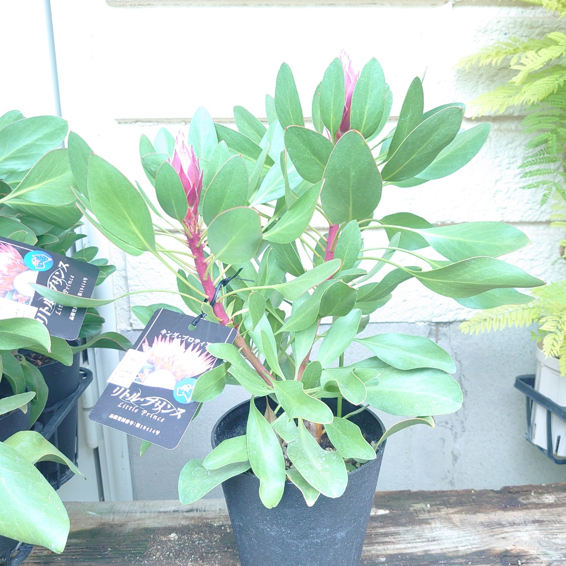 希少 『リューカデンドロン デュリフ』 オージープランツ 楽天市場