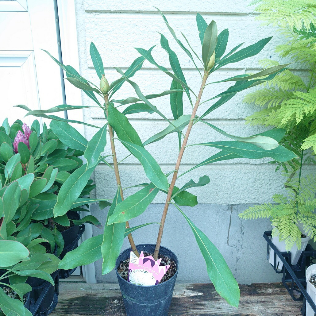 楽天市場】□南半球プランツ□ 現品販売 テロペア シェイディレディ