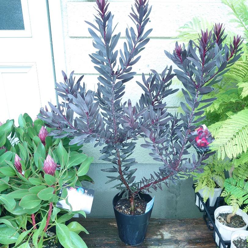 楽天市場】オージープランツ リューカデンドロン【デュリフ】5号