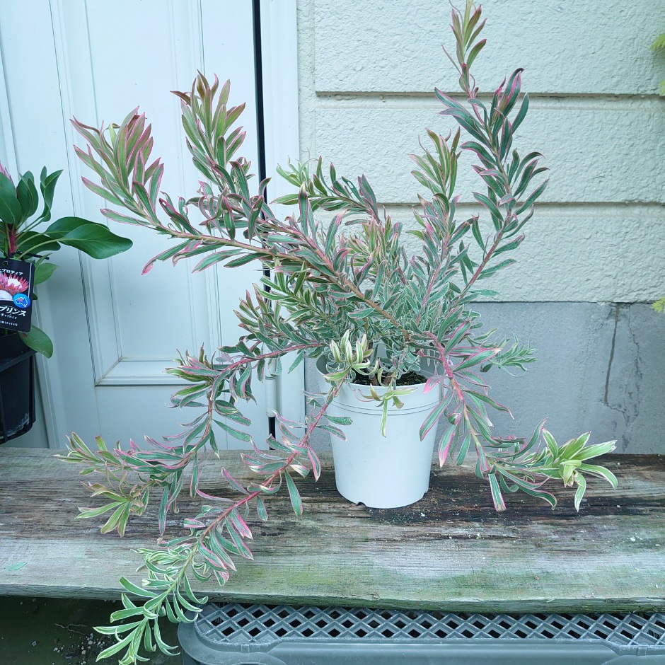 楽天市場】【フィリカ プベッセンス ーワフトフェザー】 ガーデニング