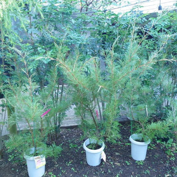 楽天市場】☆【現品・現物】ケラリア・ナマクエンシス 6号 X64番