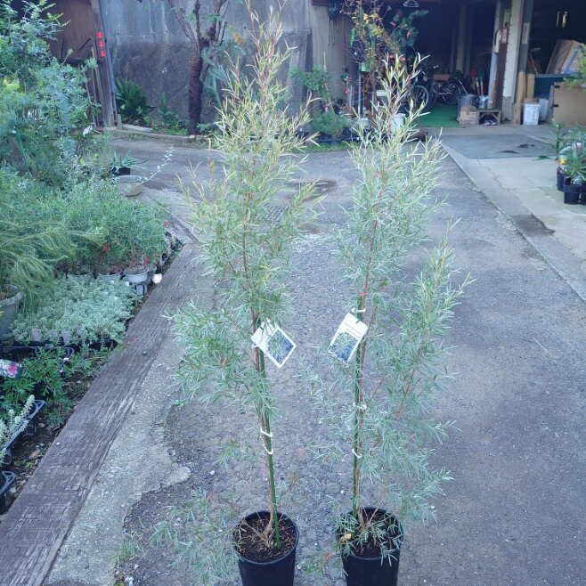 楽天市場】シルバーティーツリー レプトスペルマム樹高1.8m前後(鉢底