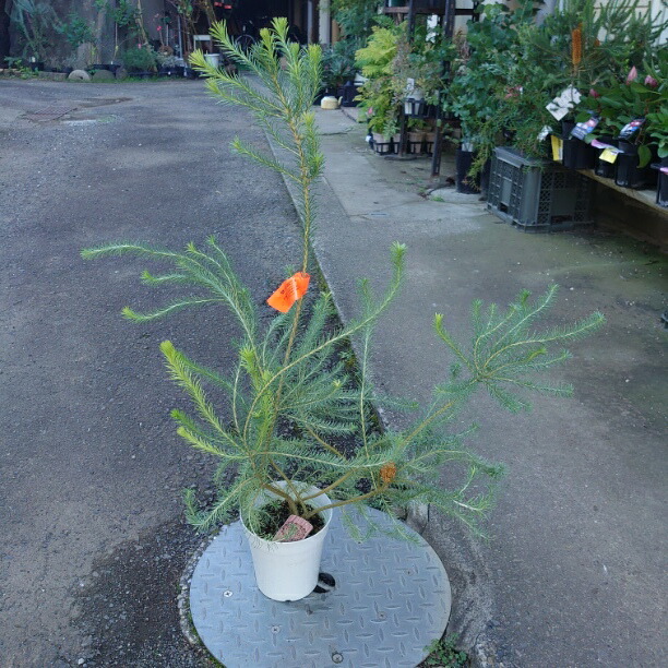 楽天市場】オージープランツ リューカデンドロン【デュリフ】5号