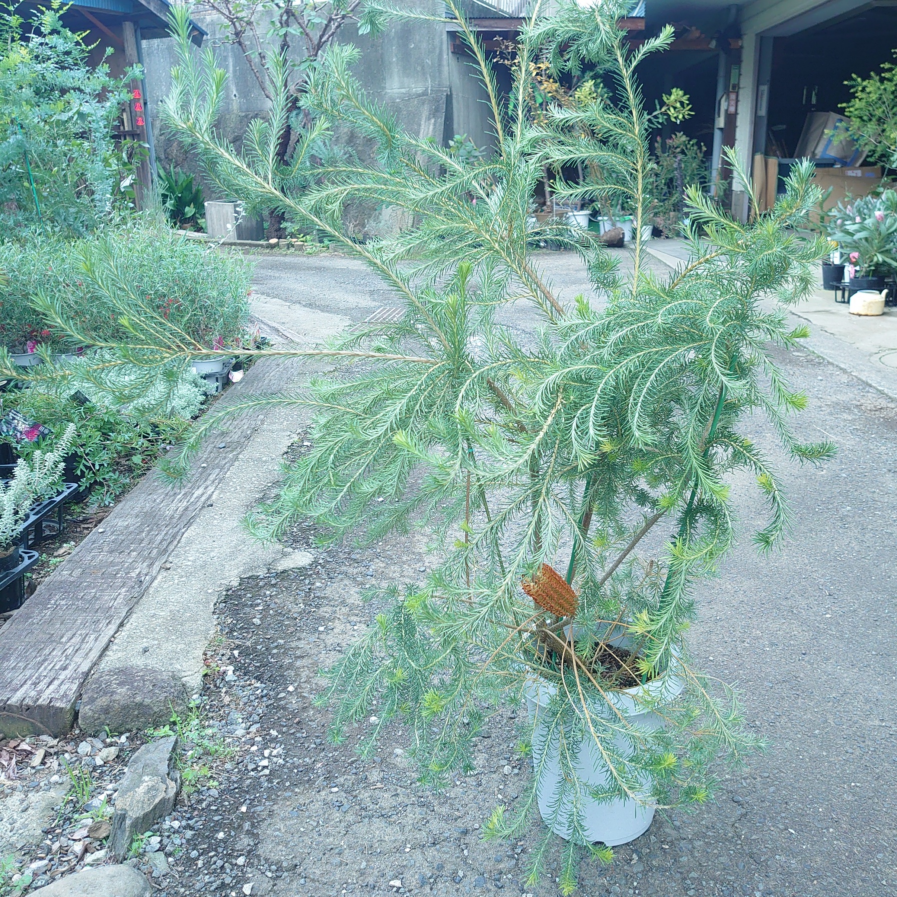 楽天市場】プロテア【アークティックアイス】1本立ち オージープランツ