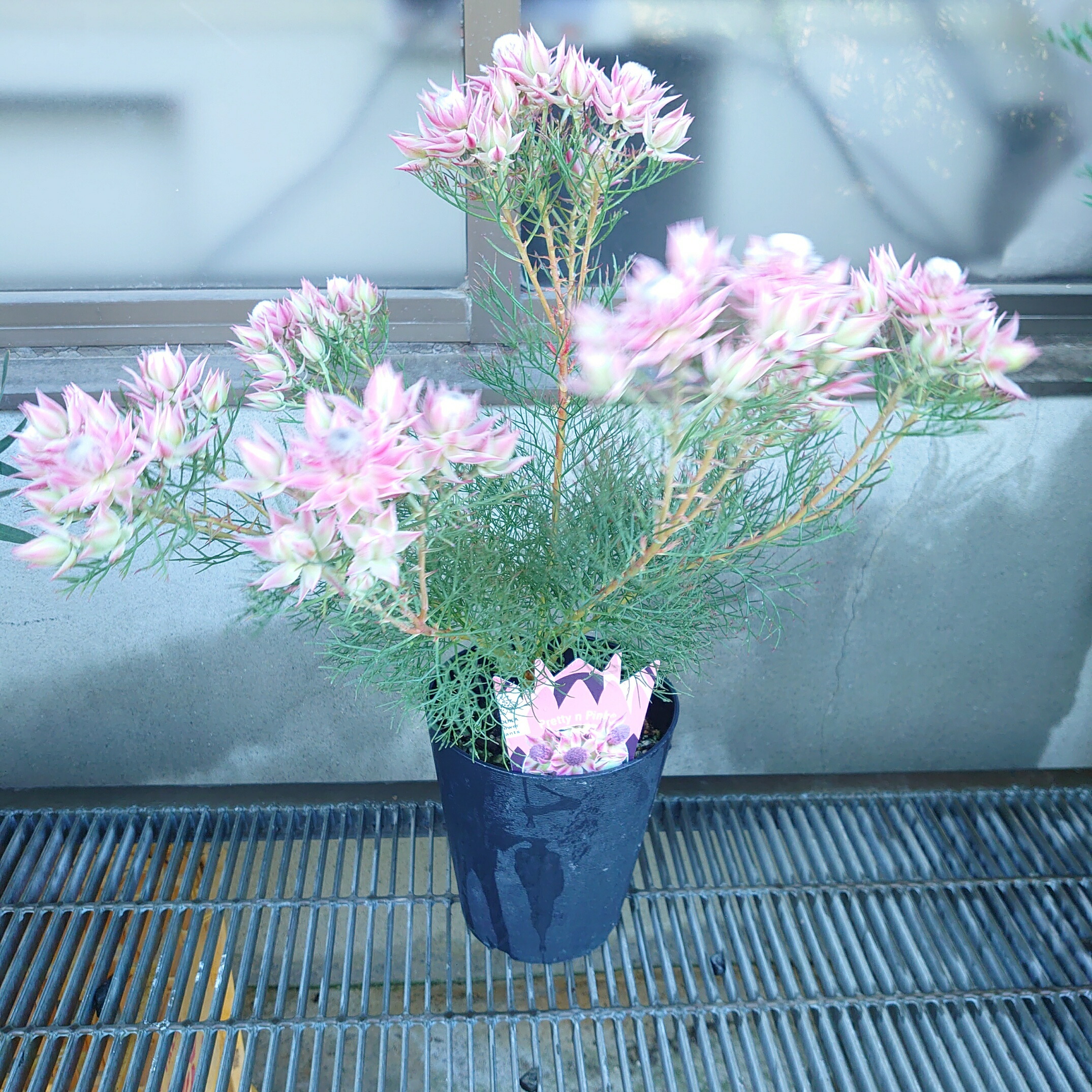 楽天市場】【フィリカ プベッセンス ーワフトフェザー】 ガーデニング