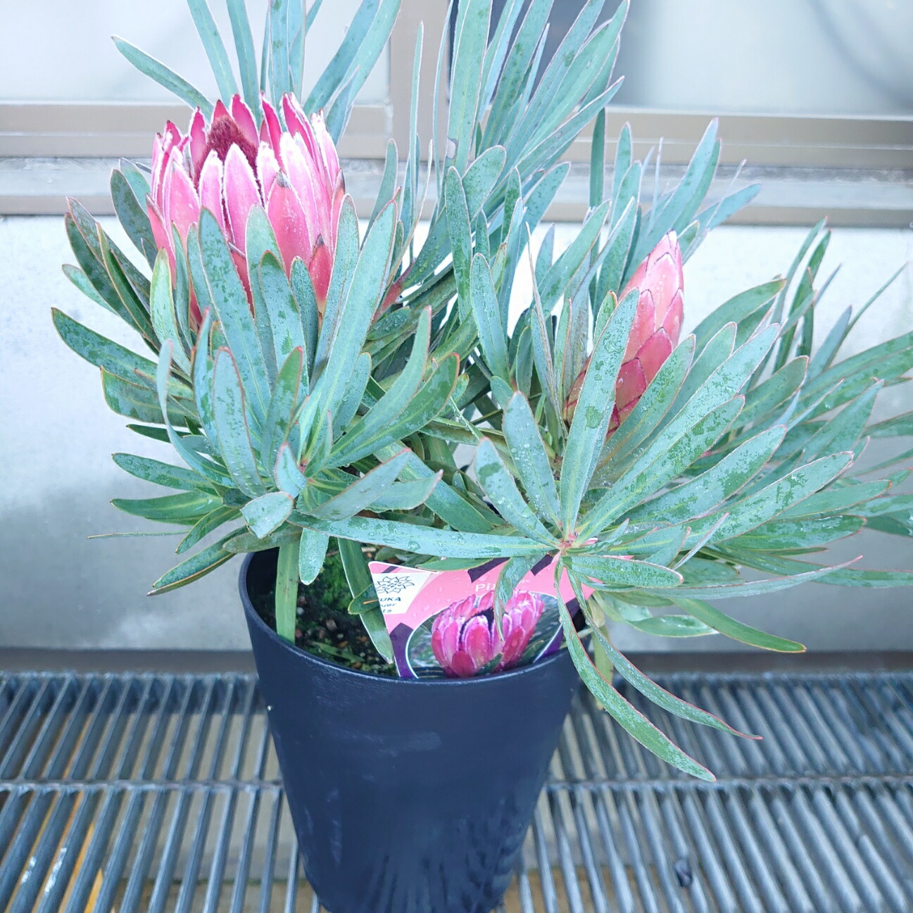 楽天市場】【フィリカ プベッセンス ーワフトフェザー】 ガーデニング