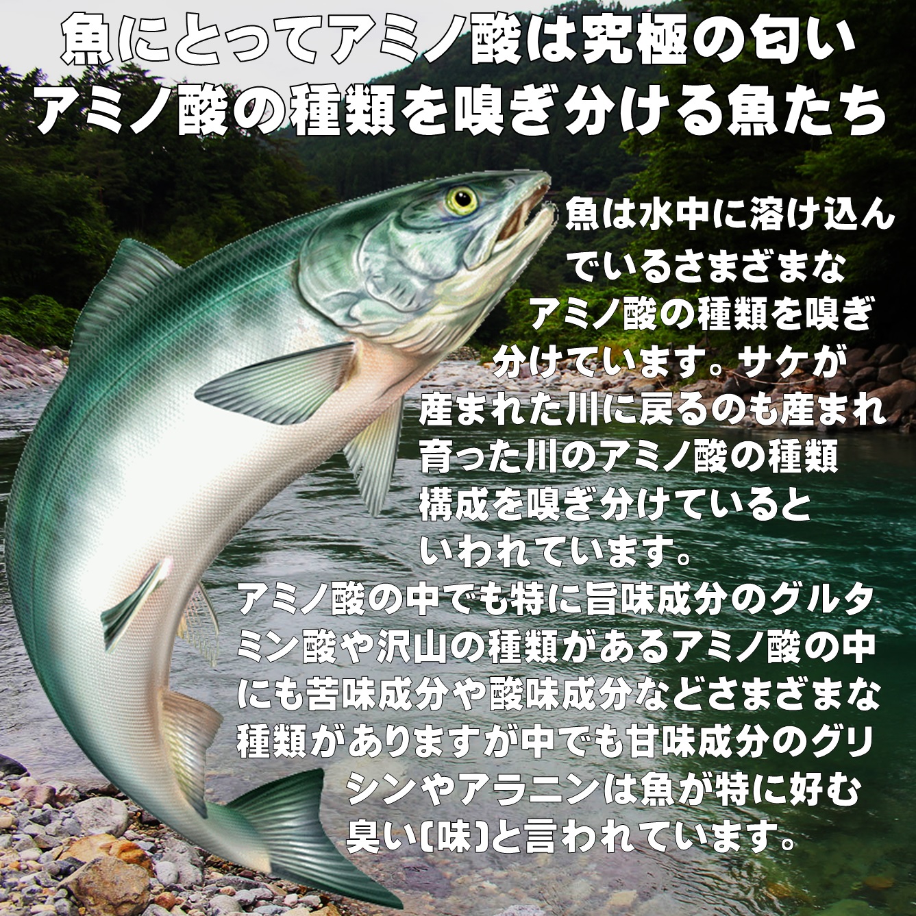 ケイムラ蛍光発光 養殖飼料同様 漬け イカゴロ 切り身 鯖 薄造り 発酵熟成 半身２枚組 サバ 集魚剤