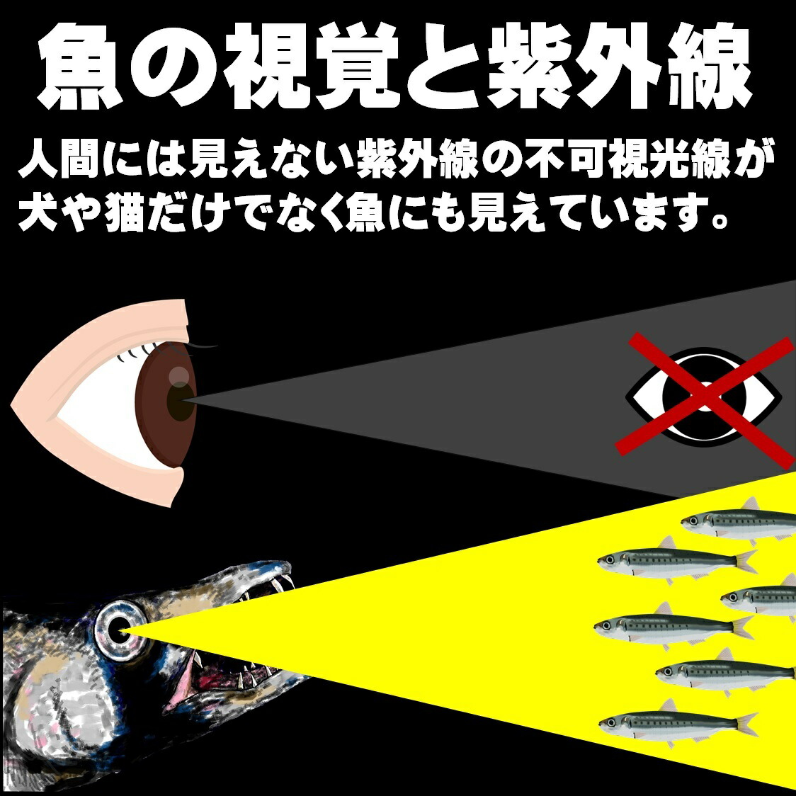 ケイムラ蛍光発光 養殖飼料同様 漬け イカゴロ 切り身 鯖 薄造り 発酵熟成 半身２枚組 サバ 集魚剤