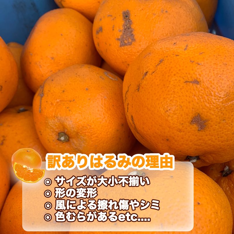 【楽天市場】はるみ ハルミみかん 和歌山県産 訳あり 10kg ご自宅用 送料無料 有田みかんで有名な和歌山県より産地直送：YAMATAベジフル