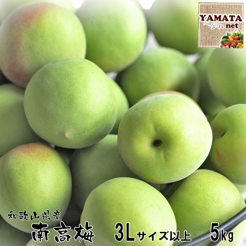 86%OFF!】 6 17-05 完熟南高梅10kg和歌山県産 tbg.qa