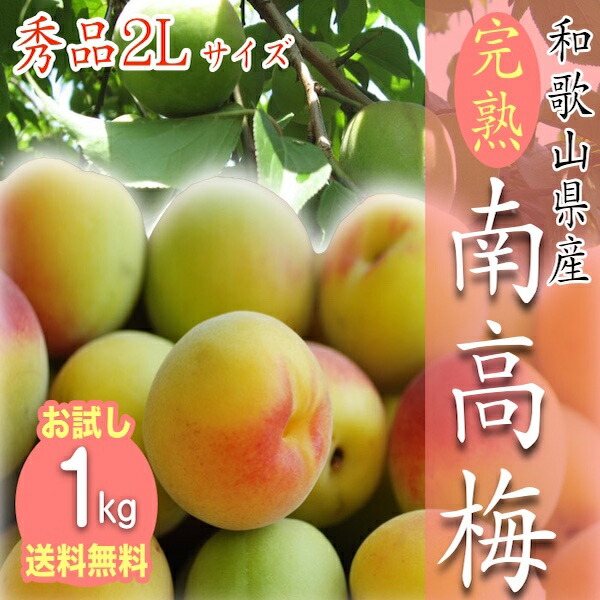 和歌山名産】南高梅約5kg(サイズおまかせ)(紀の川市)【2025年6月