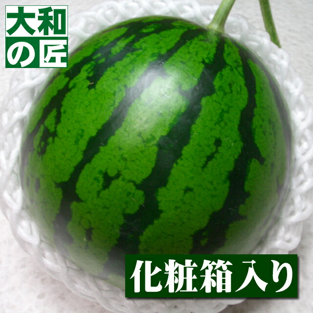 【順次発送可能★】温室メロンでお馴染みの空中立体栽培★高知県産 夜須スイカ(ルナピエナ)[小玉1玉入り箱]【売れ筋】 フルーツ 果物 すいか スイカ 西瓜 御供 お供え お見舞い 内祝 ギフト 贈り物 プレゼント グルメ お歳暮 御歳暮 歳暮